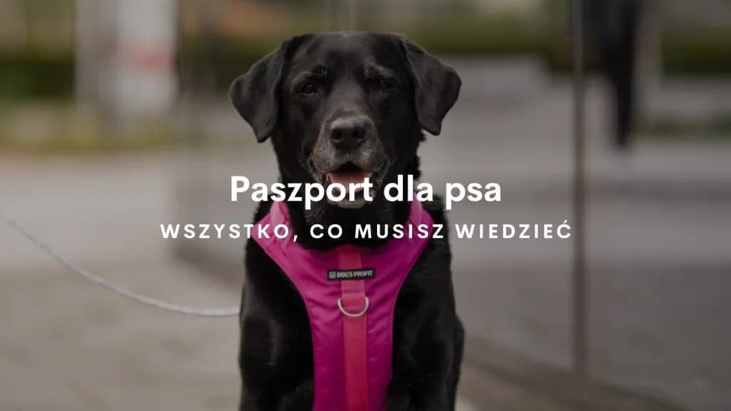 Jak wygląda paszport dla psa? Odkryj jego kluczowe cechy i wymagania