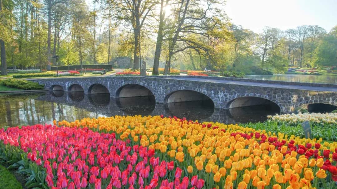 Keukenhof kiedy najlepiej jechać, aby uniknąć tłumów i cieszyć się kwitnieniem