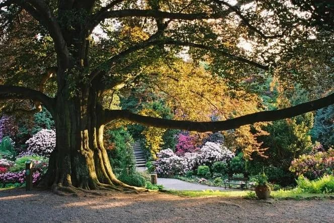 Kiedy jechać do arboretum Wojsławice, by nie przegapić kwitnienia?